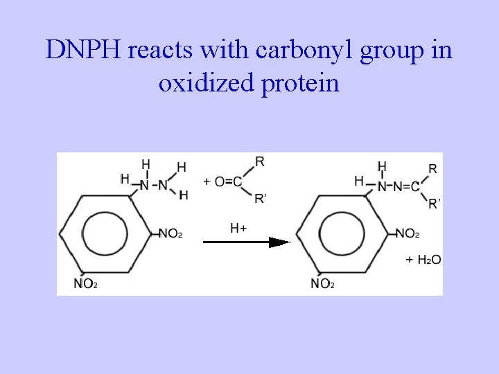 DNPH reacts with carbonyl group in oxidized protein 