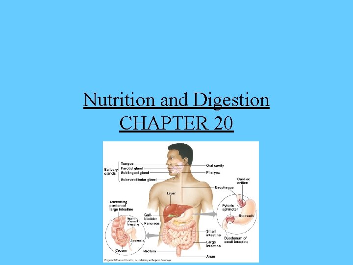Nutrition and Digestion CHAPTER 20 