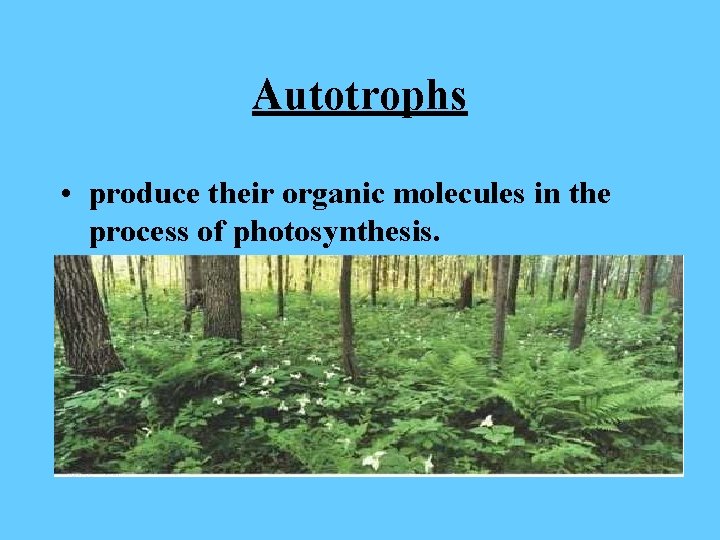 Autotrophs • produce their organic molecules in the process of photosynthesis. 