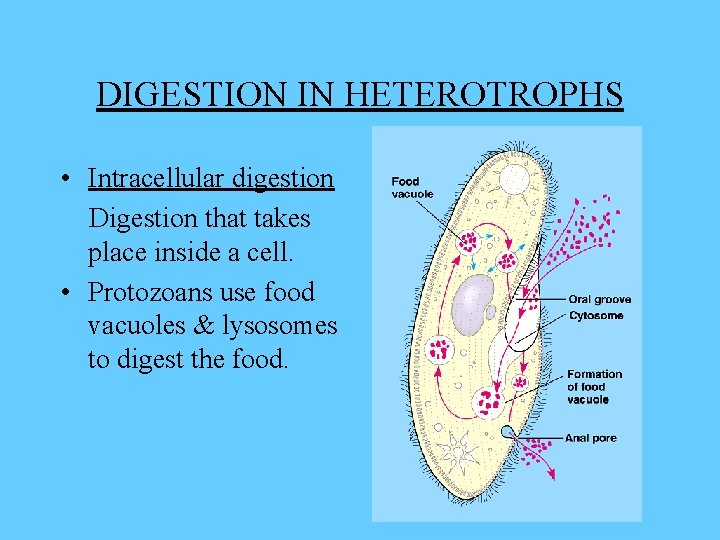 DIGESTION IN HETEROTROPHS • Intracellular digestion Digestion that takes place inside a cell. •