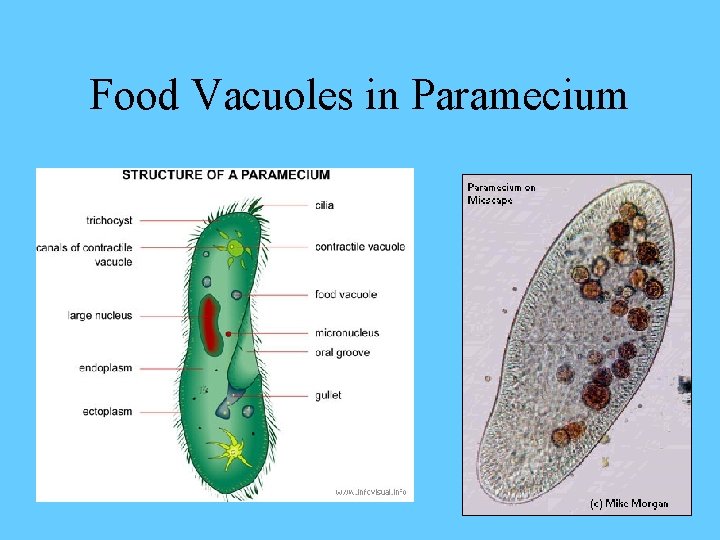 Food Vacuoles in Paramecium 