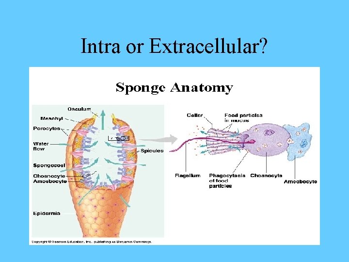 Intra or Extracellular? 