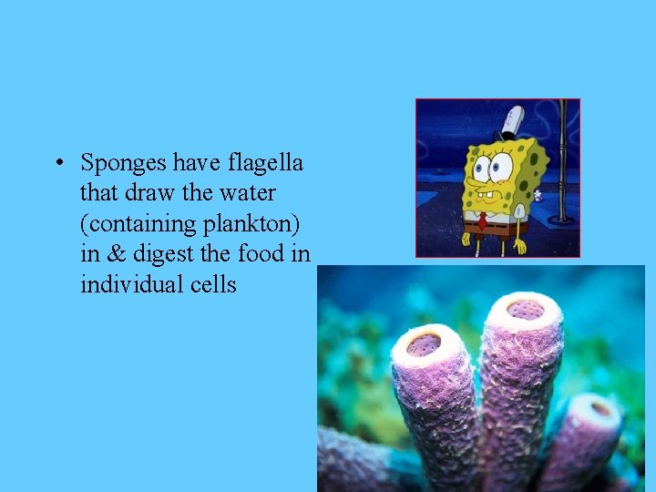  • Sponges have flagella that draw the water (containing plankton) in & digest