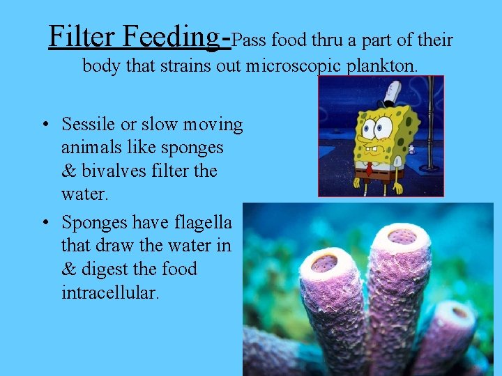 Filter Feeding-Pass food thru a part of their body that strains out microscopic plankton.