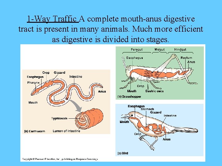 1 -Way Traffic A complete mouth-anus digestive tract is present in many animals. Much