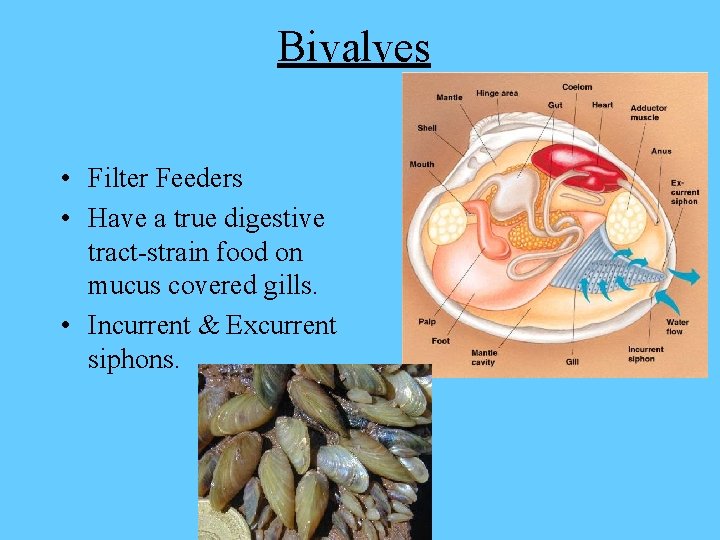 Bivalves • Filter Feeders • Have a true digestive tract-strain food on mucus covered