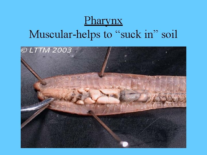 Pharynx Muscular-helps to “suck in” soil 