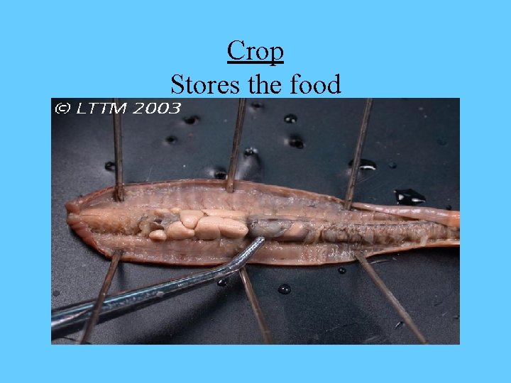 Crop Stores the food 