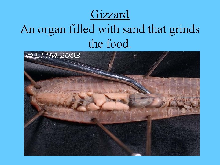 Gizzard An organ filled with sand that grinds the food. 