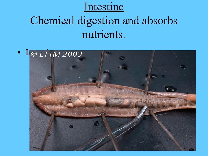 Intestine Chemical digestion and absorbs nutrients. • Intestine 