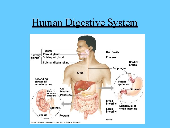 Human Digestive System 