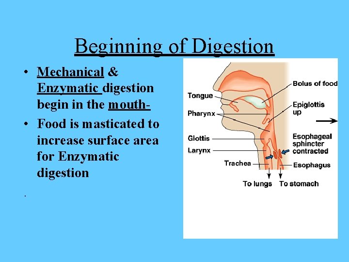 Beginning of Digestion • Mechanical & Enzymatic digestion begin in the mouth • Food