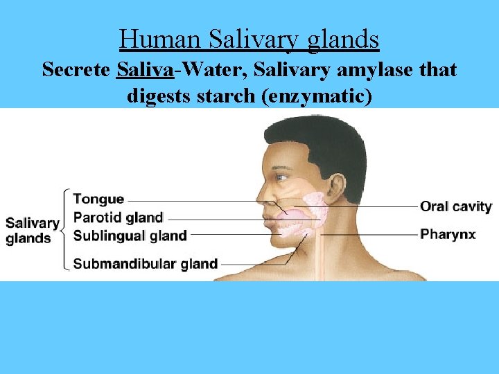 Human Salivary glands Secrete Saliva-Water, Salivary amylase that digests starch (enzymatic) 