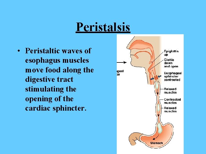 Peristalsis • Peristaltic waves of esophagus muscles move food along the digestive tract stimulating
