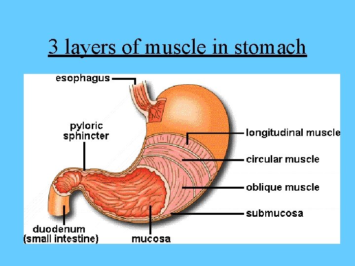 3 layers of muscle in stomach 