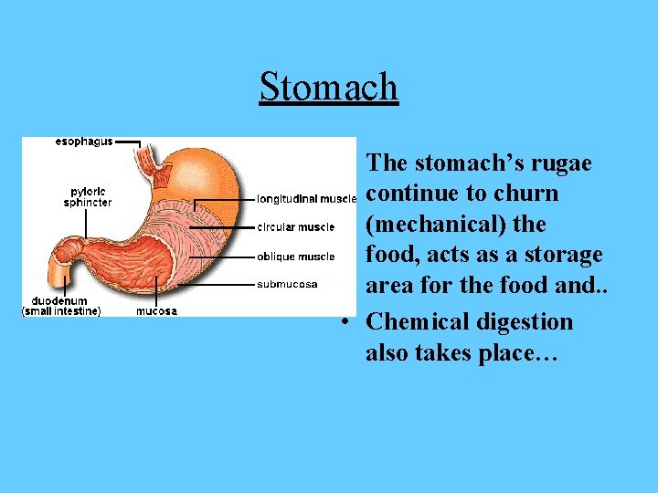 Stomach • The stomach’s rugae continue to churn (mechanical) the food, acts as a