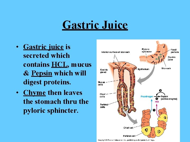 Gastric Juice • Gastric juice is secreted which contains HCL, mucus & Pepsin which