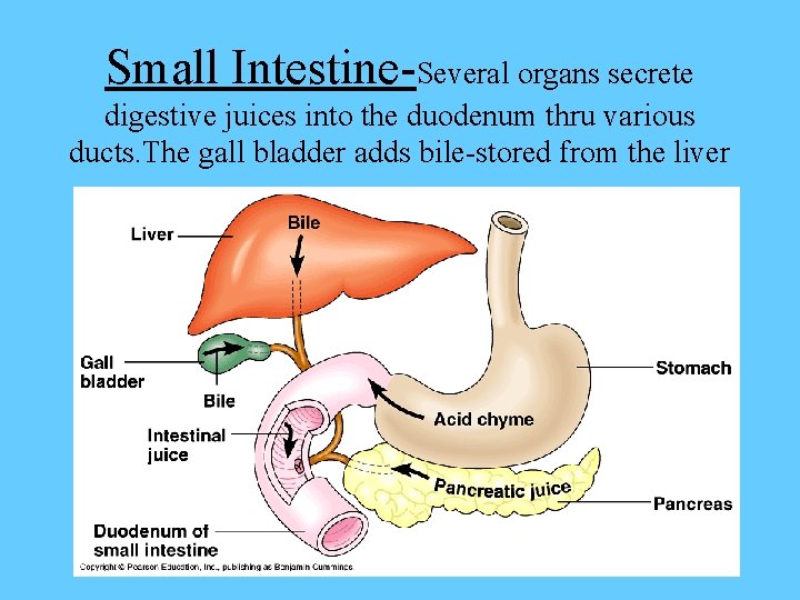 Small Intestine-Several organs secrete digestive juices into the duodenum thru various ducts. The gall