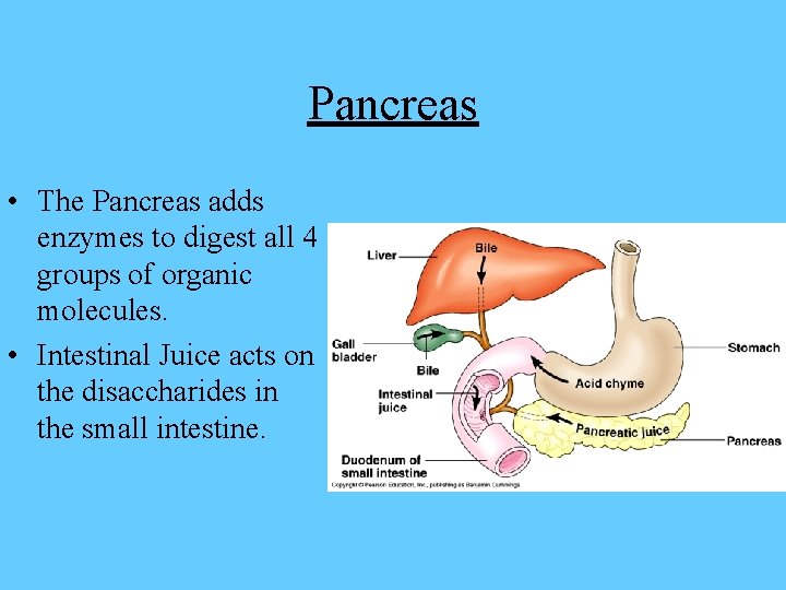 Pancreas • The Pancreas adds enzymes to digest all 4 groups of organic molecules.
