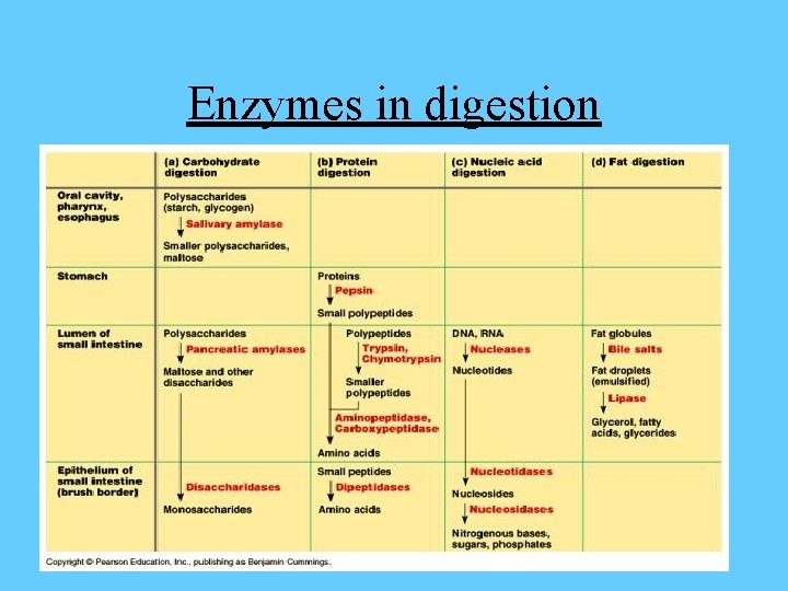 Enzymes in digestion 
