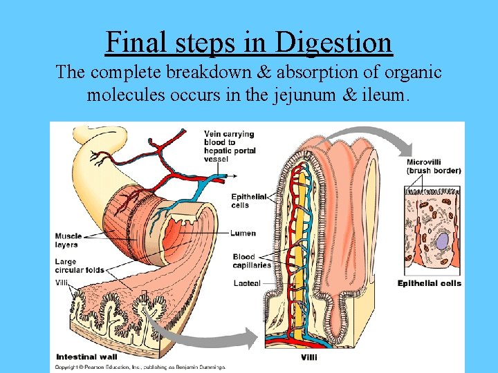 Final steps in Digestion The complete breakdown & absorption of organic molecules occurs in
