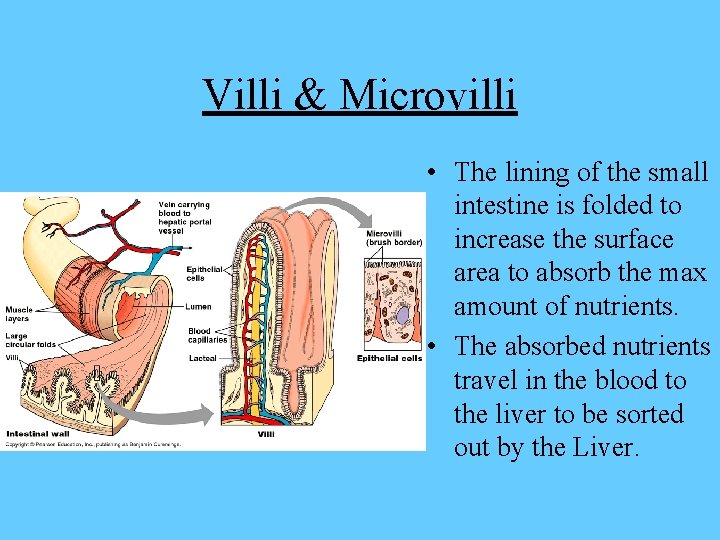 Villi & Microvilli • The lining of the small intestine is folded to increase