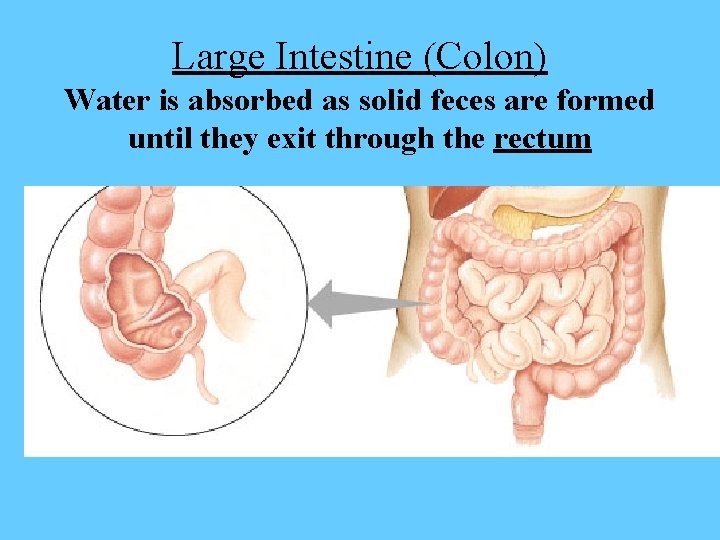 Large Intestine (Colon) Water is absorbed as solid feces are formed until they exit