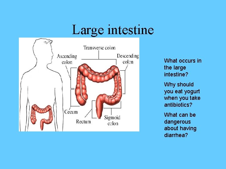 Large intestine What occurs in the large intestine? Why should you eat yogurt when