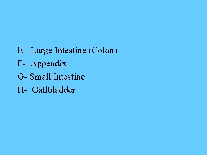 E- Large Intestine (Colon) F- Appendix G- Small Intestine H- Gallbladder 