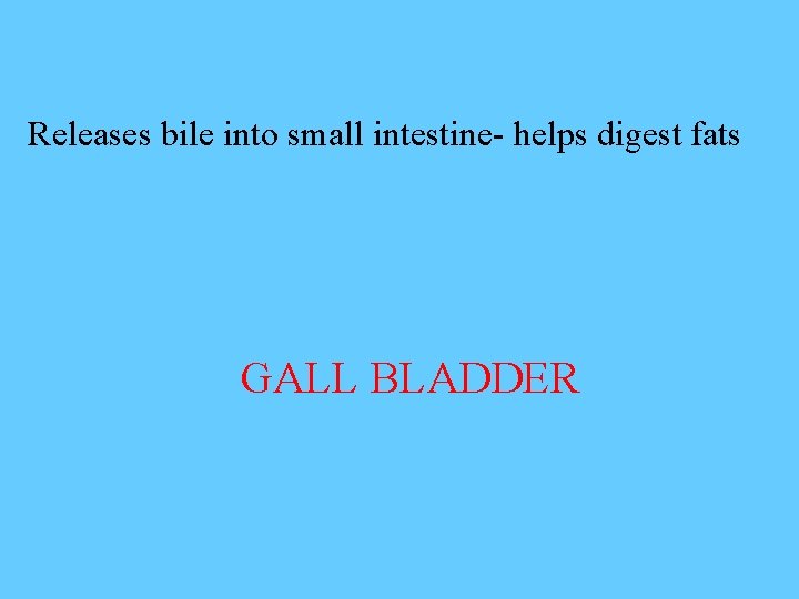 Releases bile into small intestine- helps digest fats GALL BLADDER 