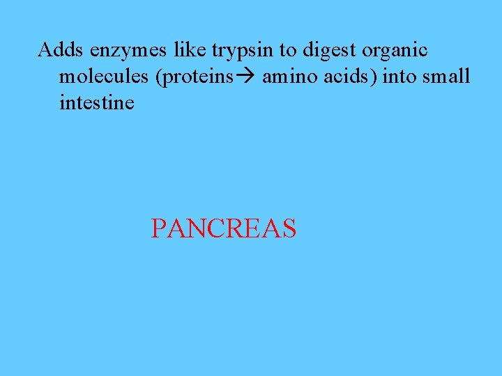 Adds enzymes like trypsin to digest organic molecules (proteins amino acids) into small intestine