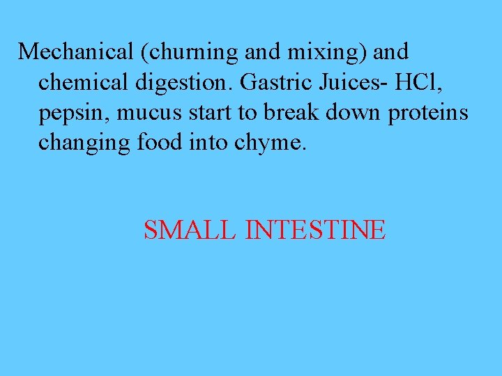 Mechanical (churning and mixing) and chemical digestion. Gastric Juices- HCl, pepsin, mucus start to