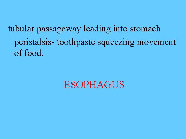 tubular passageway leading into stomach peristalsis- toothpaste squeezing movement of food. ESOPHAGUS 