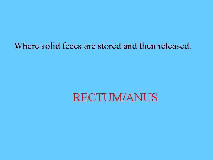 Where solid feces are stored and then released. RECTUM/ANUS 