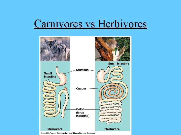 Carnivores vs Herbivores 