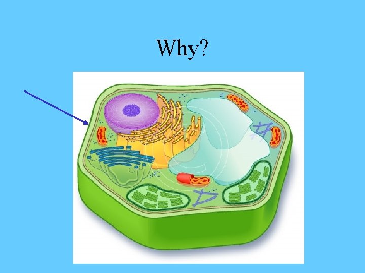 Why? 