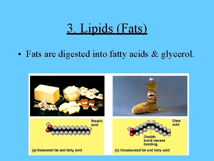 3. Lipids (Fats) • Fats are digested into fatty acids & glycerol. 