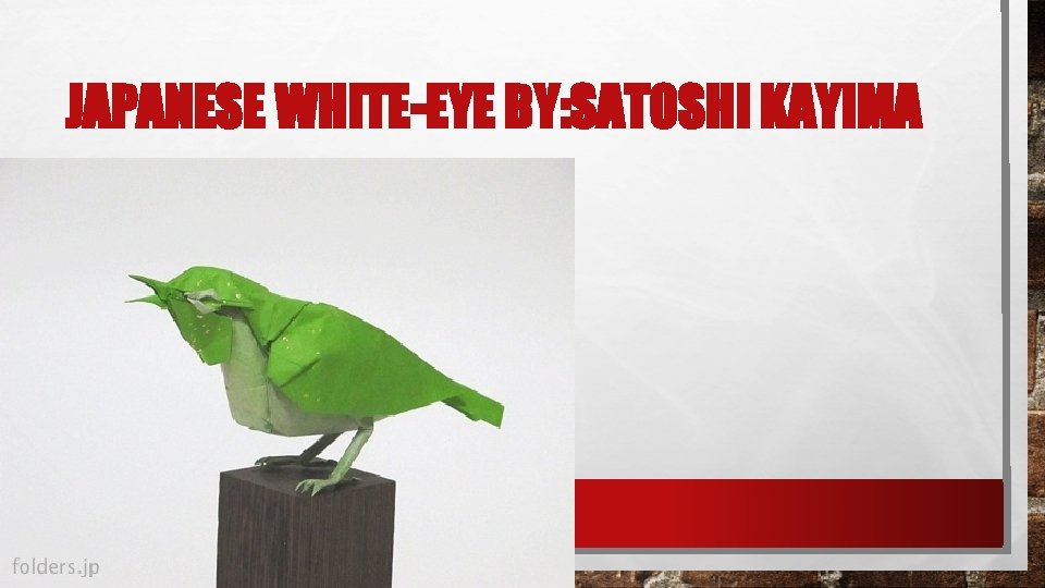 JAPANESE WHITE-EYE BY: SATOSHI KAYIMA 