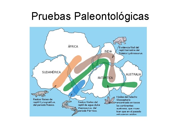Pruebas Paleontológicas Pruebas Paleontológicas