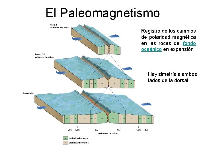 El Paleomagnetismo Registro de los cambios de polaridad magnética en las rocas del fondo El Paleomagnetismo Registro de los cambios de polaridad magnética en las rocas del fondo