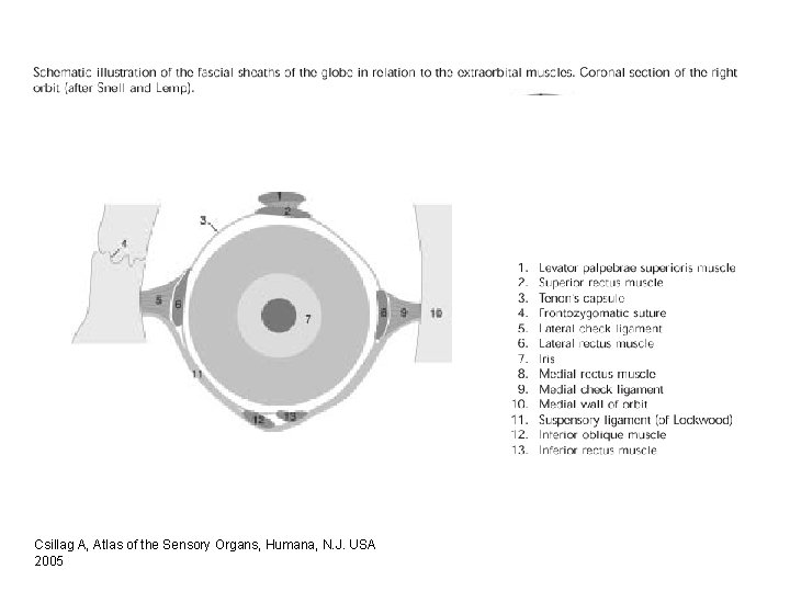 Csillag A, Atlas of the Sensory Organs, Humana, N. J. USA 2005 