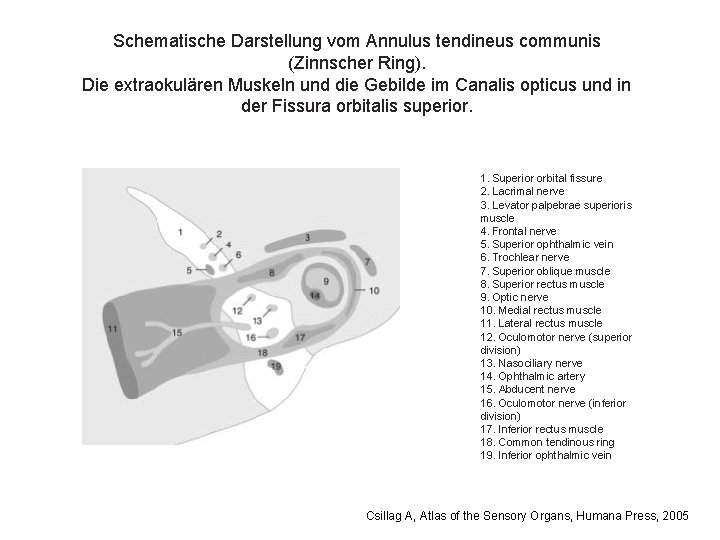 Schematische Darstellung vom Annulus tendineus communis (Zinnscher Ring). Die extraokulären Muskeln und die Gebilde