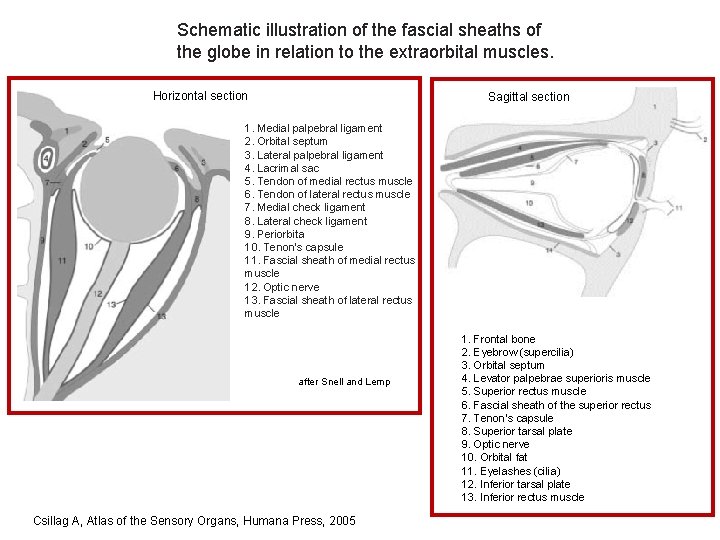 Schematic illustration of the fascial sheaths of the globe in relation to the extraorbital Schematic illustration of the fascial sheaths of the globe in relation to the extraorbital