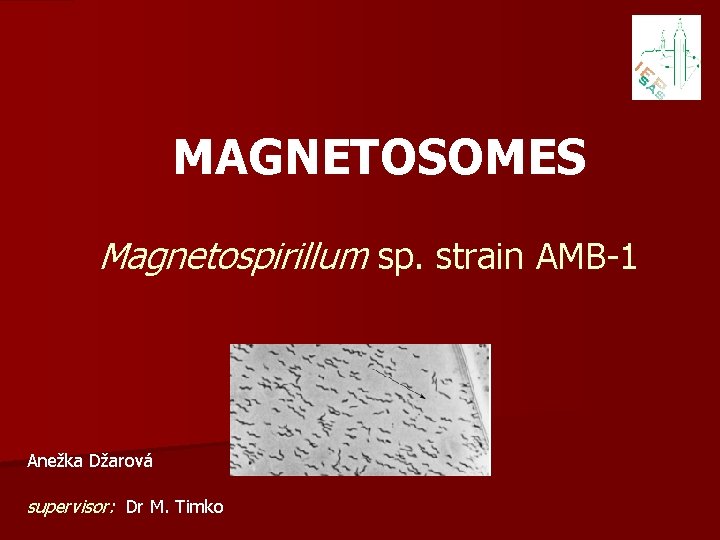 MAGNETOSOMES Magnetospirillum sp. strain AMB-1 Anežka Džarová supervisor: Dr M. Timko 