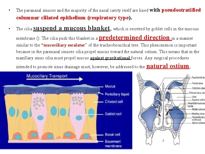  • The paranasal sinuses and the majority of the nasal cavity itself are