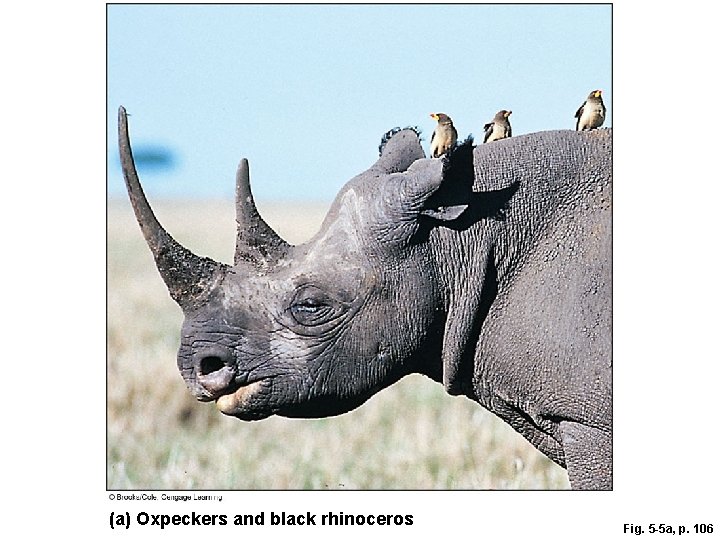 (a) Oxpeckers and black rhinoceros Fig. 5 -5 a, p. 106 