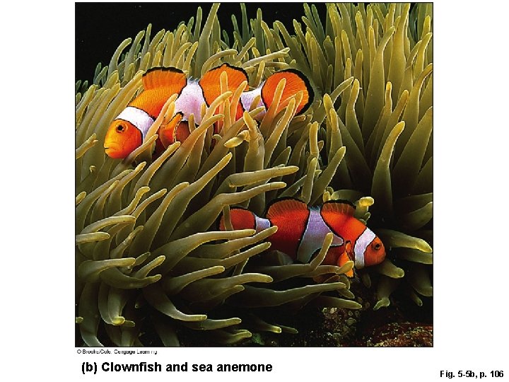(b) Clownfish and sea anemone Fig. 5 -5 b, p. 106 