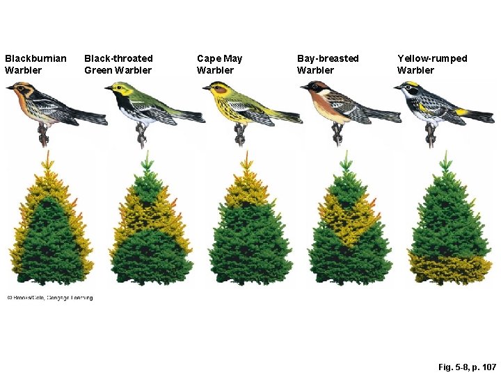 Blackburnian Warbler Black-throated Green Warbler Cape May Warbler Bay-breasted Warbler Yellow-rumped Warbler Fig. 5
