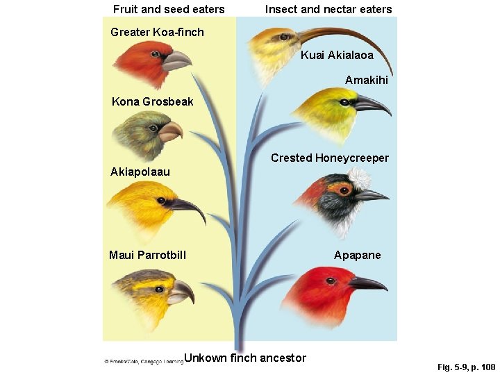 Fruit and seed eaters Insect and nectar eaters Greater Koa-finch Kuai Akialaoa Amakihi Kona