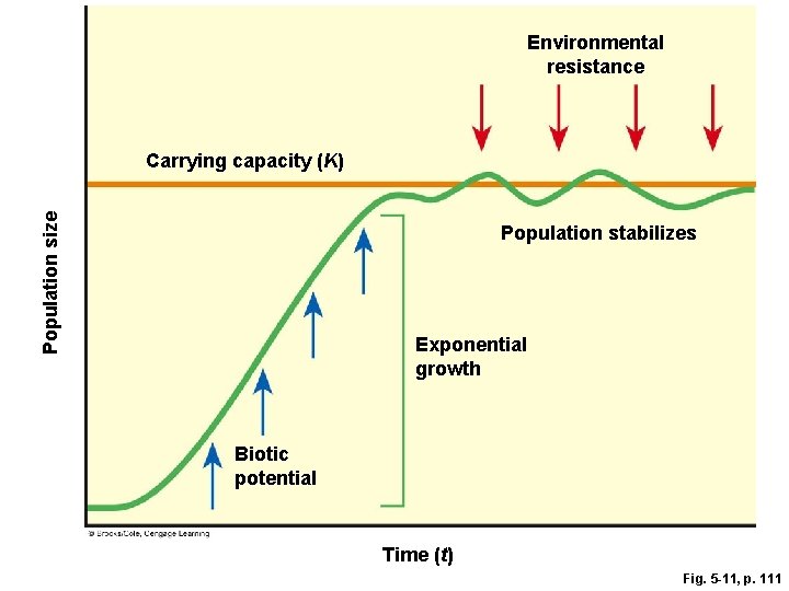 Environmental resistance Population size Carrying capacity (K) Population stabilizes Exponential growth Biotic potential Time